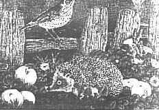 La libellula