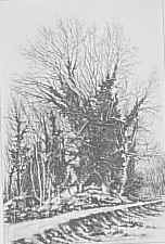 Questi grandi alberi