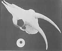 Orbita