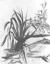 L agave