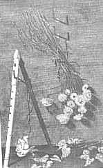 L ombra del flauto