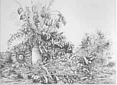 Fiori disseccati