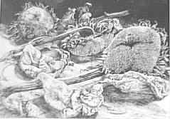 Girasoli disseccati