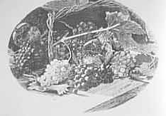 Uva e melograni