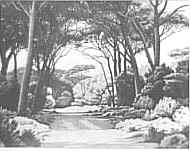 Pineta a San Rossore
