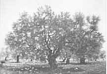 Nella valle dei templi