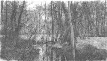 Riflessi nel sottobosco