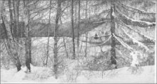 Sulla neve, tra pini e betulle