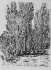 Pioppi