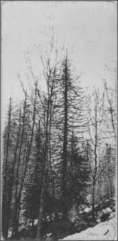 Alberi spogli