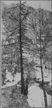 Alberi spogli (d inverno)