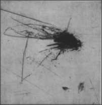 La mosca