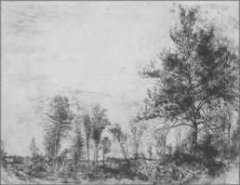 Betulle e quercia