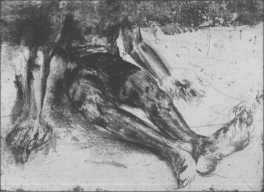 Ciclista