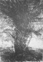 L ultimo albero