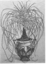 Vaso
