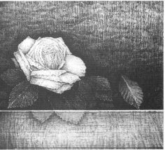 Ricordo una rosa