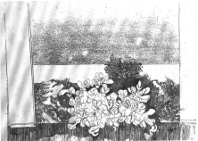 Fiore alla finestra