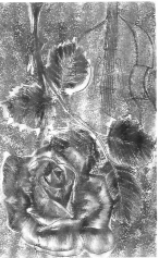 La rosa