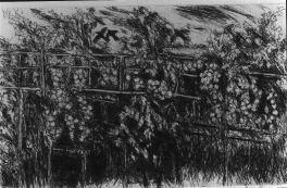 Il giovane vigneto