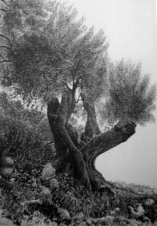 tonelli6